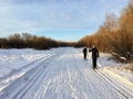 A couple cross country skiing along tracks using the classic method on a beautiful sunny winter day in a park in Edmonton, Alberta Royalty Free Stock Photo