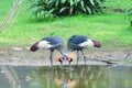 A couple crowned crane Royalty Free Stock Photo