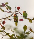 A couple of Cuban Amazon Parrots Royalty Free Stock Photo