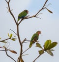 A couple of Cuban Amazon Parrots Royalty Free Stock Photo