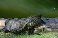 Couple of Cumberland turtles (Trachemys scripta troostii)) Royalty Free Stock Photo