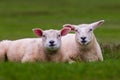 A couple of resting sheep, the Netherlands Royalty Free Stock Photo