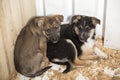 Two cute little puppies occupying corner of enclosure, lying together on wooden sawdust. Protect homeless animal