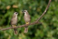 Couple cute birds perching in nature. Royalty Free Stock Photo