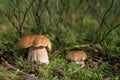 A couple of cute boletus