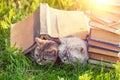 Couple of cute clever cats lying on the grass near pile of books Royalty Free Stock Photo