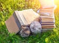 Couple of cute clever cats lying on the grass near pile of books Royalty Free Stock Photo