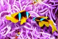 Couple of cute clown-fish in the bush of anemone's. Royalty Free Stock Photo