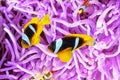 Couple of cute clown-fish in the bush of anemone's. Royalty Free Stock Photo