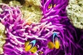 Couple of cute clown-fish in the bush of anemone's. Royalty Free Stock Photo