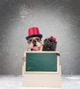 Couple of cute dog nerds presenting a blank green chalkboard