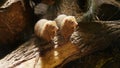 Widescreen of cute ferrets on log Royalty Free Stock Photo