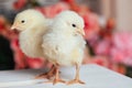 Couple of cute friendly little yellow newborn chicks on wooden table on blurred background Royalty Free Stock Photo