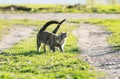 Couple cute funny kitten walking arm in arm at the juicy green g Royalty Free Stock Photo