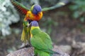 Couple of cute green-naped lorikeet parrots Royalty Free Stock Photo