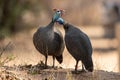 Couple of cute Helmeted Guinea Fowls