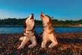 Couple cute husky dogs howl raising their muzzles up. Beautiful Siberian husky howling lying on river bank in rays setting sun.