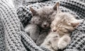 Couple cute kittens in love sleeping on gray soft knitted blanket. Cats rest napping on bed have sweet dreams. Feline love Royalty Free Stock Photo