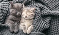 Couple cute kittens in love sleeping on gray soft knitted blanket. Cats rest napping on bed have sweet dreams. Feline love Royalty Free Stock Photo