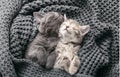 Couple cute kittens in love sleeping on gray soft knitted blanket. Cats rest napping on bed have sweet dreams. Feline love Royalty Free Stock Photo
