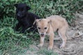 Couple of cute little domestic stray dogs are in the search of food during the pandemic situation when they had no supplies