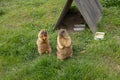 A couple of cute marmots at the zoo funny eat carrots while standing on their hind legs and looking around. Fluffy Royalty Free Stock Photo