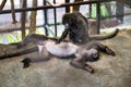 Couple of cute monkeys in the cage in the zoo Royalty Free Stock Photo