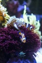 couple of cute orange clownfish swimming on anemone underwater