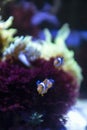 couple of cute orange clownfish swimming on anemone underwater