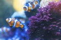 couple of cute orange clownfish swimming on anemone underwater