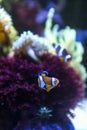 couple of cute orange clownfish swimming on anemone underwater