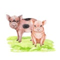 Couple of cute pigs on the green grass. Watercolor illustration. Hand drawn small piglets siting on the meadow grass