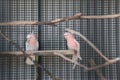Couple of cute pink parrots sitting on wood together Royalty Free Stock Photo