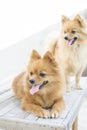 Couple cute pomeranian dogs