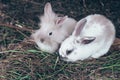 A couple of cute rabbits are warming each other