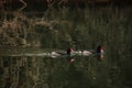 Couple of cute rosy-billed pochards swimming in a reflective green lake in the countryside