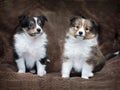 Couple cute sheltie puppies