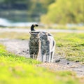 couple of cute striped cat friendly walk around in the juicy s Royalty Free Stock Photo