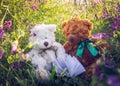 Couple of cute teddy bears in love on a sunny summer meadow