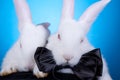 Couple cute white baby rabbits