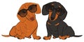 Couple of dachshunds
