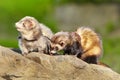 Couple of dark ferret females posing in summer city park for portrait