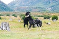 A couple of dark horses playing on the countryside of Tierra del Fuego National Park Royalty Free Stock Photo