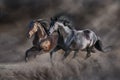 Couple dark stallion run Royalty Free Stock Photo