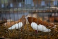 A couple of decorative pigeons kissing in a cage, love symbol. Bird breeding. Trade show exhibition. Farming business, agriculture Royalty Free Stock Photo