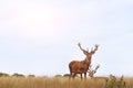 Couple of deers in the field