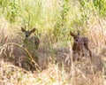 couple of deers hiding on grasses at Ernest L. Oros Wildlife Preserve in Avenel, New Jersy, USA