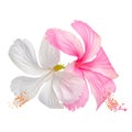 Couple of delicate pink and white hibiscus flowers is isolated o Royalty Free Stock Photo