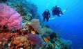 Couple of divers touring tropical reef