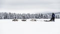 Couple dog sledding over a frozen lake near to the forest , high contrast